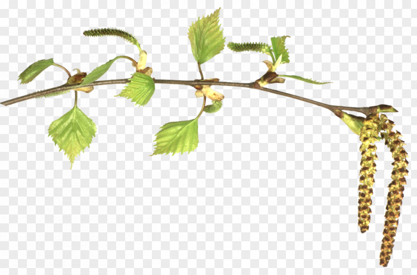 Leaf Birch Branch Clip Art PNG