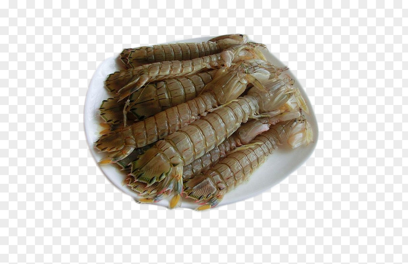 Needle Material Seafood Mantis Shrimp Squillidae PNG