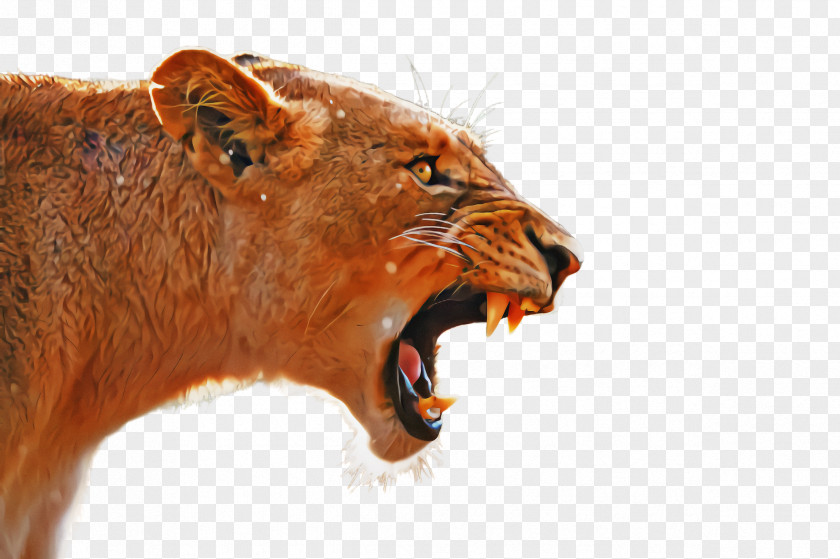 Tooth Snout Lion Roar Facial Expression Wildlife PNG