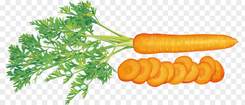 Carrot Slices Vector Material Juice Vegetable Tomato PNG
