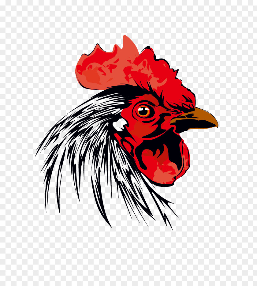 Chicken Rooster Bochicha 0 PNG