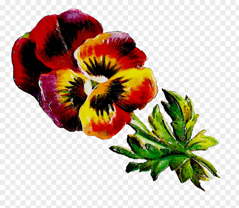 Pansy Annual Plant Magenta Plants PNG