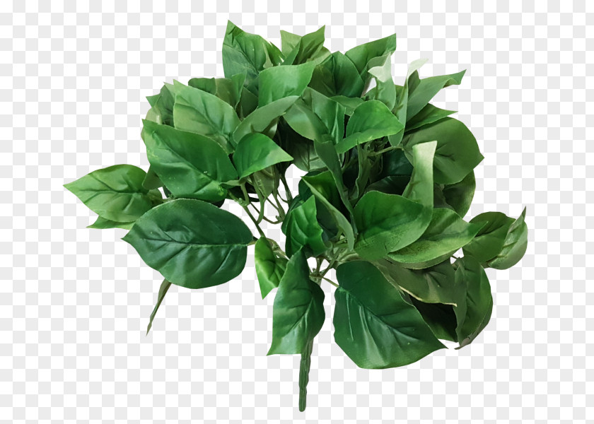 Pothos Green JMC Floral Bush Basil Devil's Ivy PNG