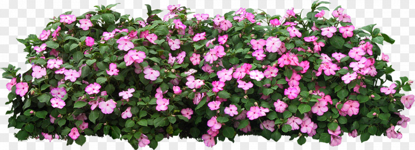 Tree Grow Light Shrub Flower Garden PNG