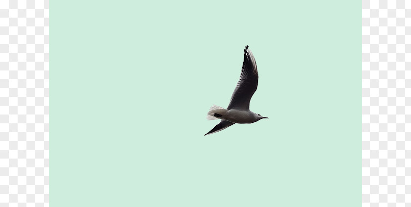 Bird Seabird Flight Beak Image PNG