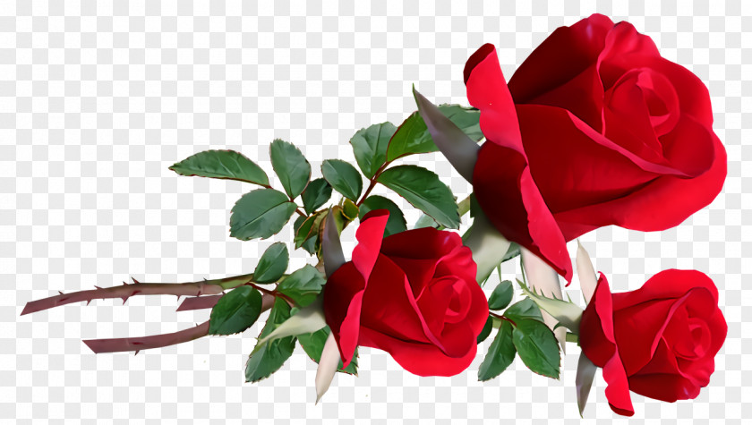 Garden Roses PNG