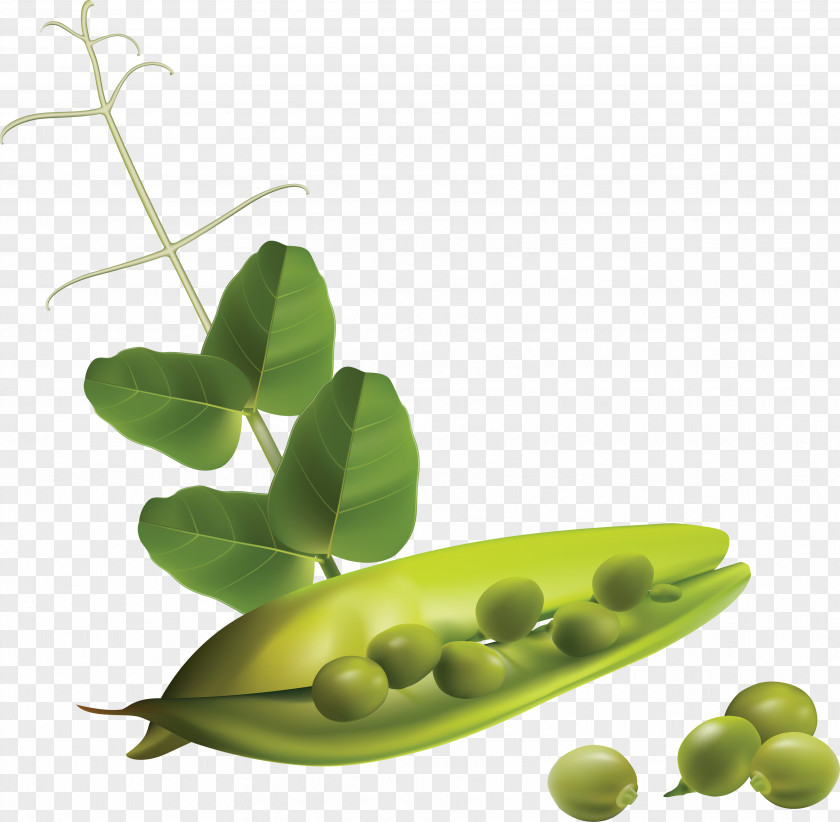 Pea Vegetable Snow Clip Art PNG