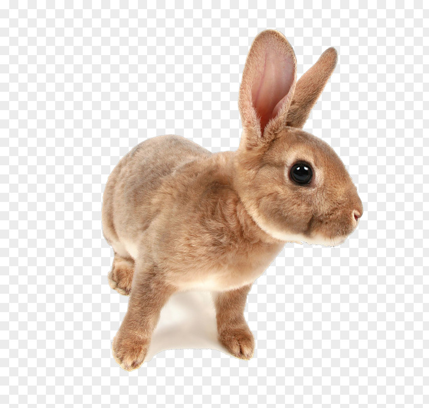 Rabbit Domestic Hare Netherland Dwarf Holland Lop PNG