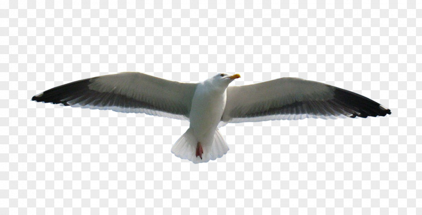 Seagull Bird Clip Art PNG