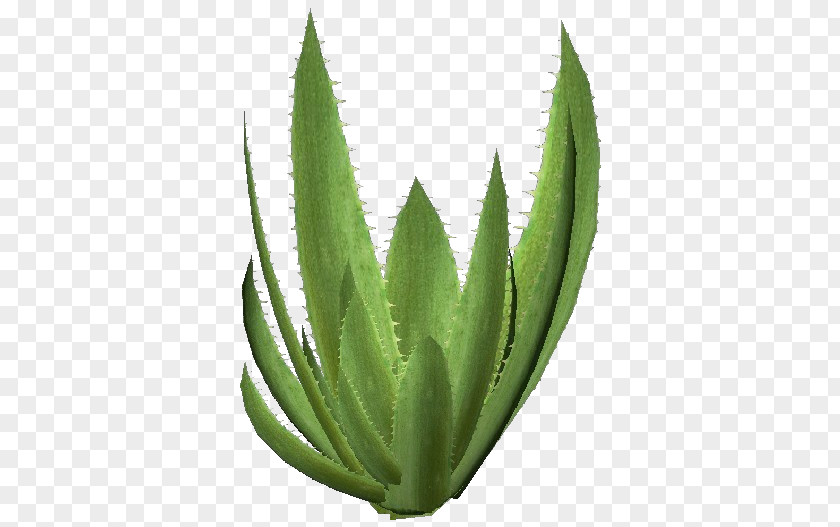 Succulent Aloe Vera Plant Agave Azul Xanthorrhoeaceae PNG