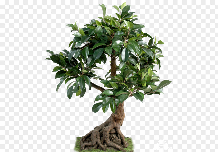 Tree Bonsai Houseplant Plants Chinese Sweet Plum PNG