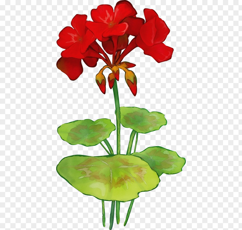 Anthurium Pedicel Flower Petal Plant Cut Flowers Stem PNG