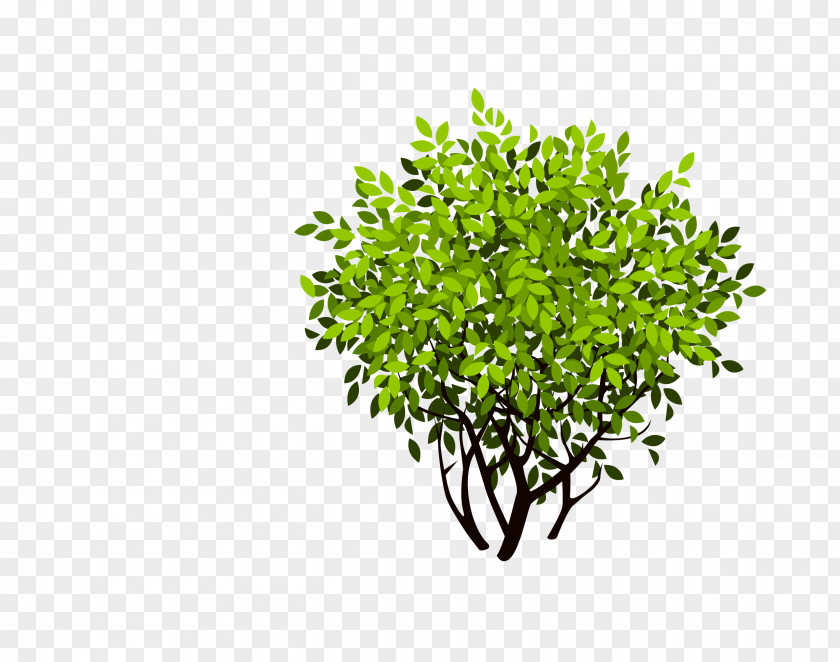 Bush Shrub Tree PNG
