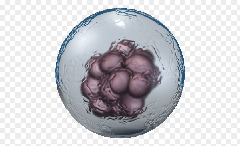 Embryonic Stem Cell Type Adult PNG