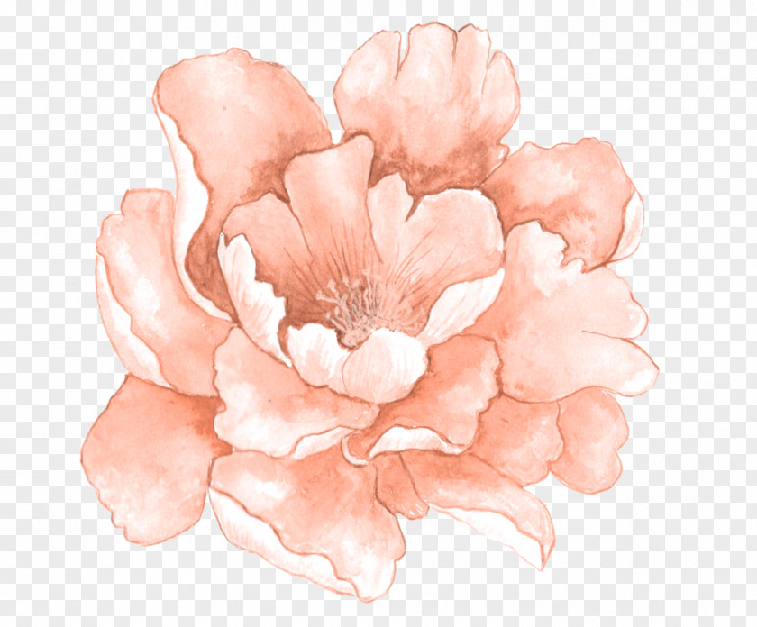 Painting Watercolour Flowers Watercolor Pink PNG