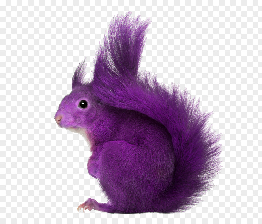 Squirrel Transparent Purple Recruitment Employment Sourcing PNG