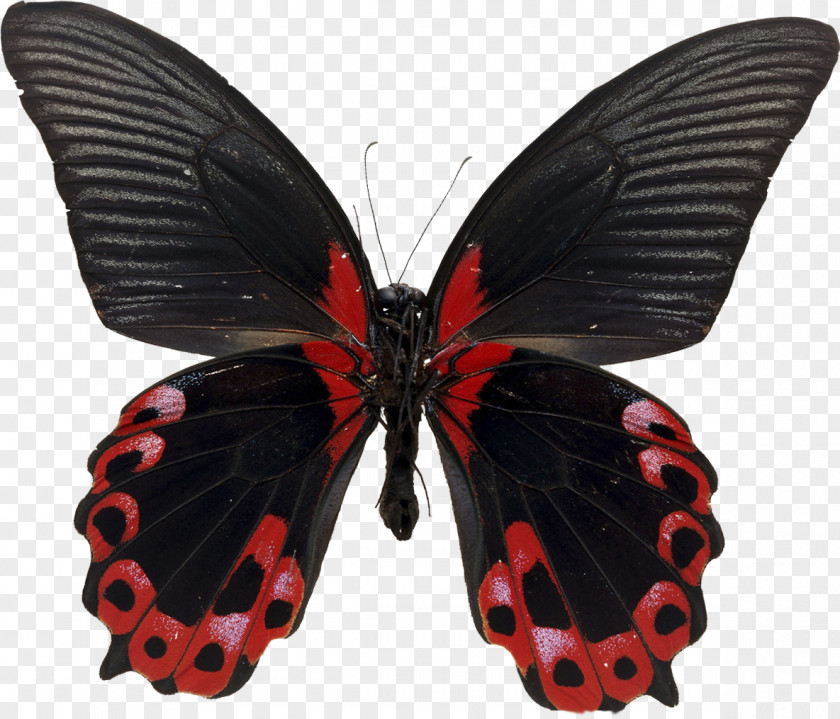 Butterfly Desktop Wallpaper PNG