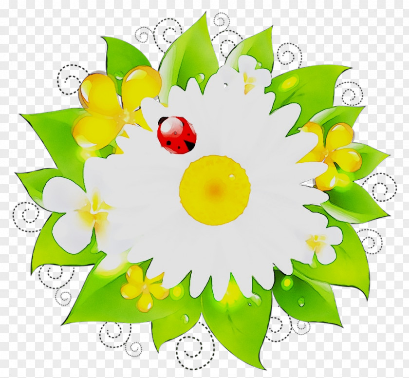 Floral Design Mayweed Chamomile Kindergarten Parent PNG