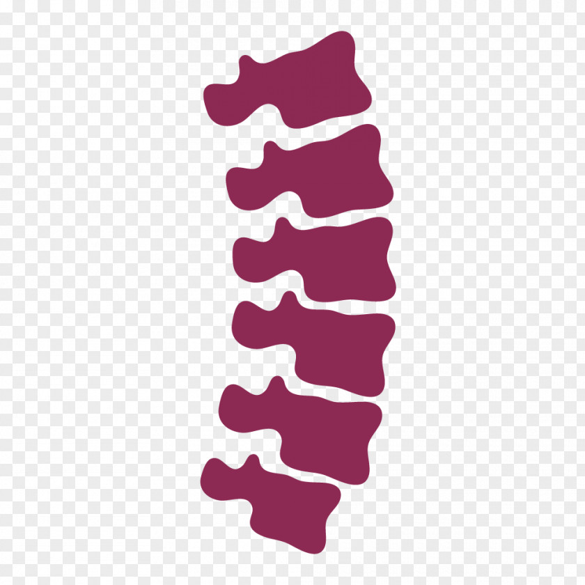 Human Vertebral Column PNG