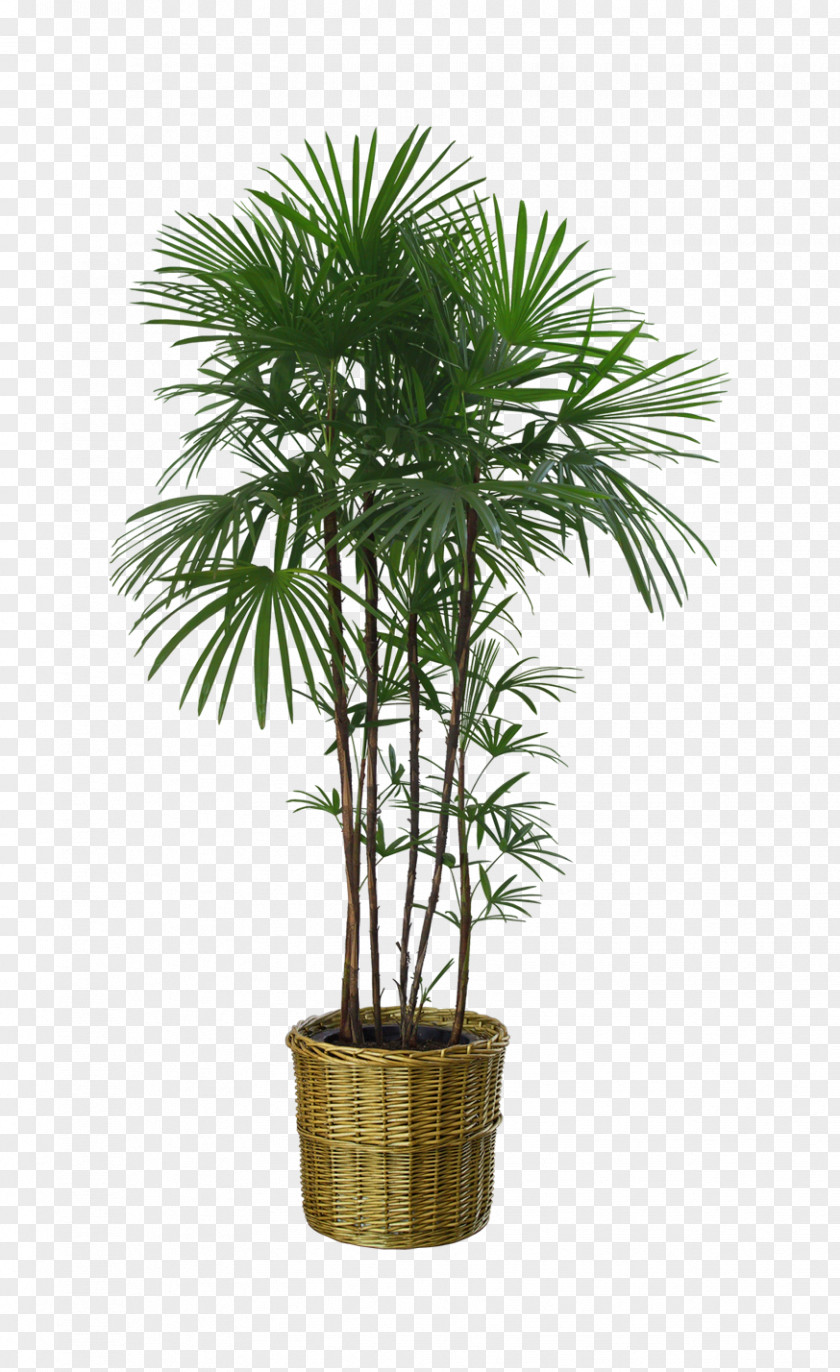 Potted Palm Trees Flowerpot Houseplant Garden PNG