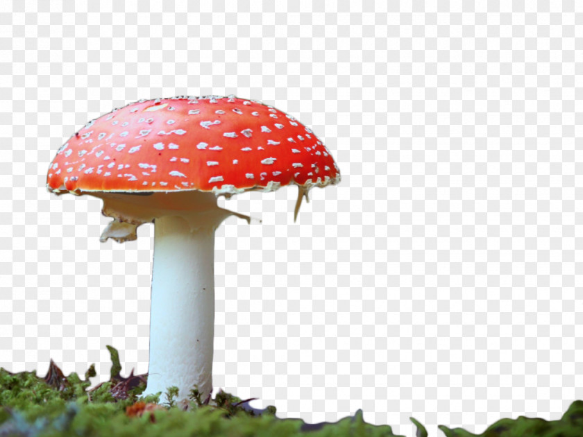 Red Mushroom Edible Clip Art PNG