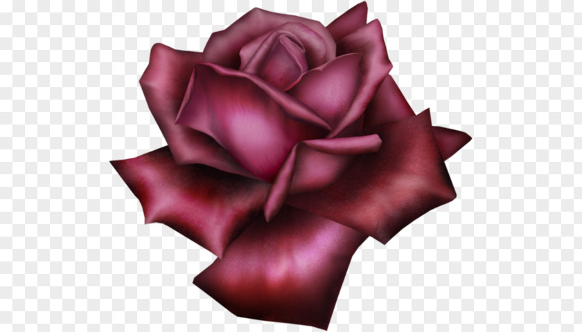 Rose Clip Art PNG