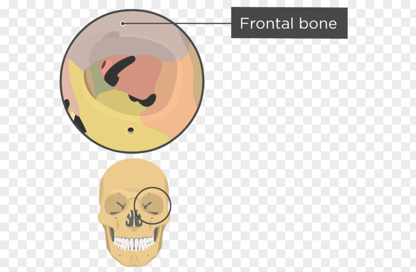 Skull The Human Orbit Anatomy Skeleton PNG