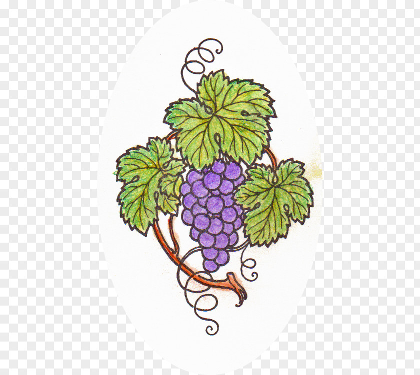 Watercolor Pen Grape Malbec Art Floral Design PNG