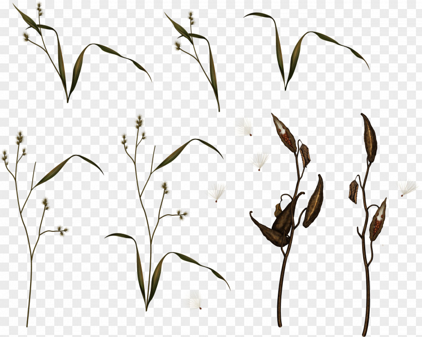 Grass Plant Stem IFolder Drawing Clip Art PNG