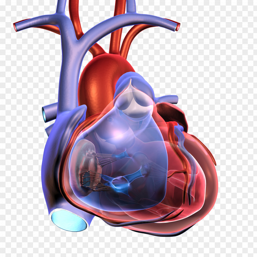 Heart Attack Cardiac Arrest Health Cardiopulmonary Resuscitation Myocardial Infarction PNG