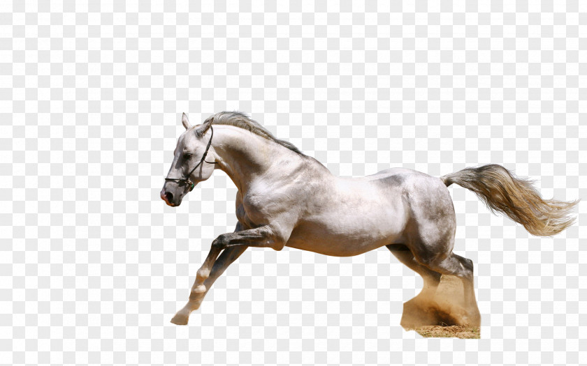 Horse Arabian Andalusian White Wallpaper PNG