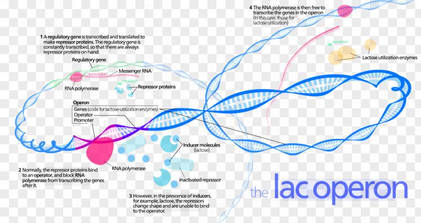 Transcription Factor Lac Operon Prokaryote Transcriptional Regulation PNG