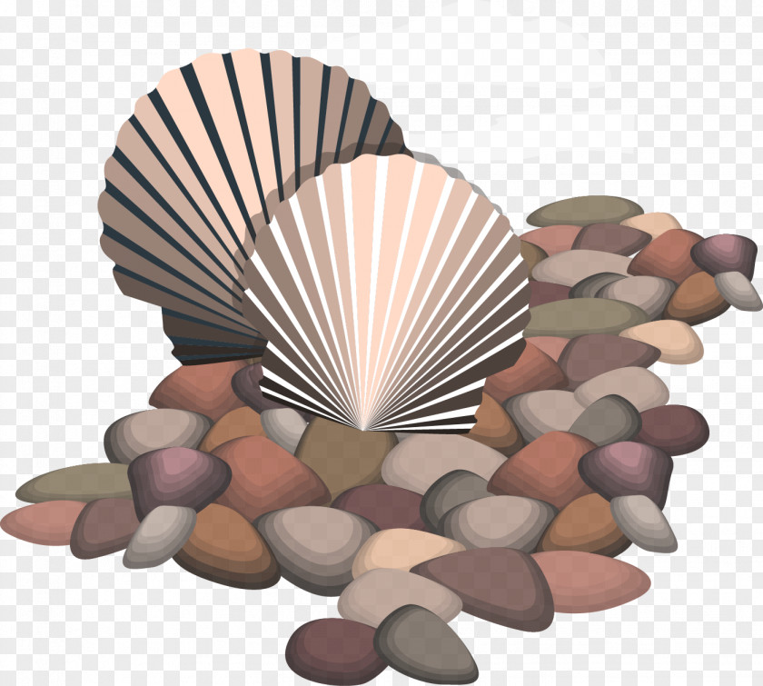 Vector Shell Seashell Euclidean Rock PNG