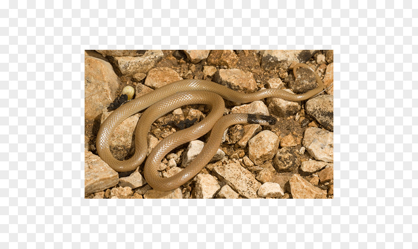Boa Constrictor Colubrid Snakes Fauna PNG