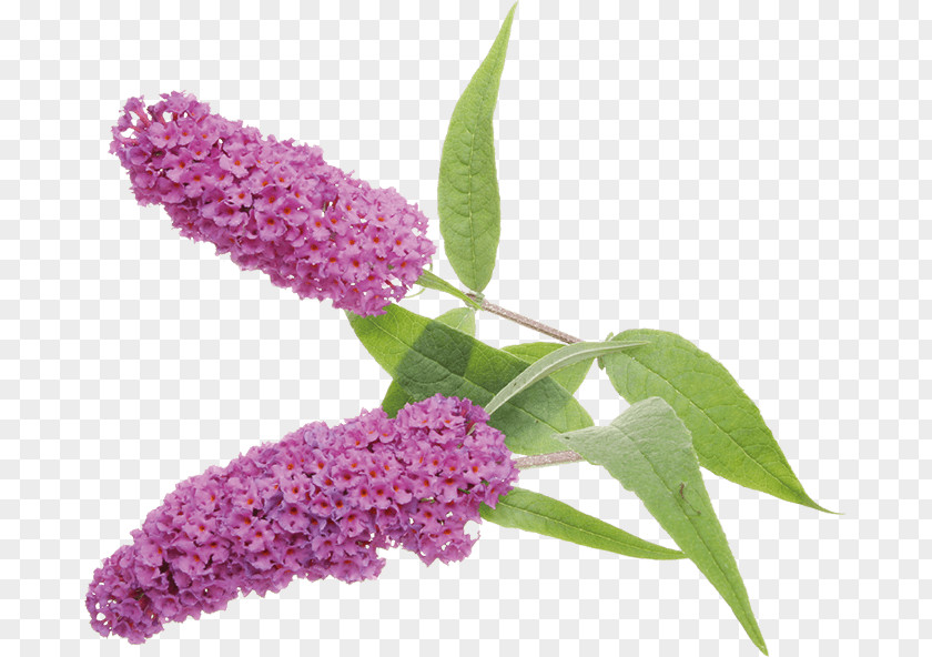 Buddleja Davidii 'fascination' Sunscreen Summer Lilac Officinalis Lindleyana PNG
