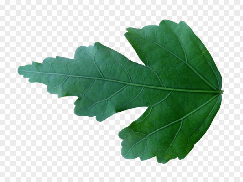 Share DeviantArt Leaf Artist Work Of Art PNG