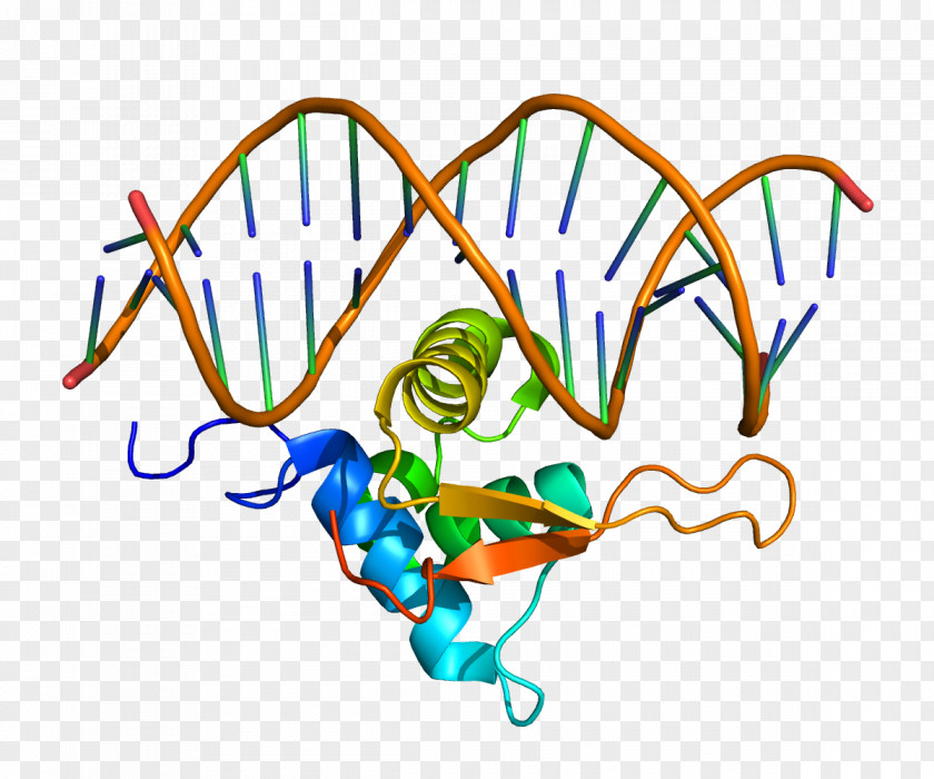 Depending On FOXO1 FOX Proteins Fork Head Domain Gene PNG
