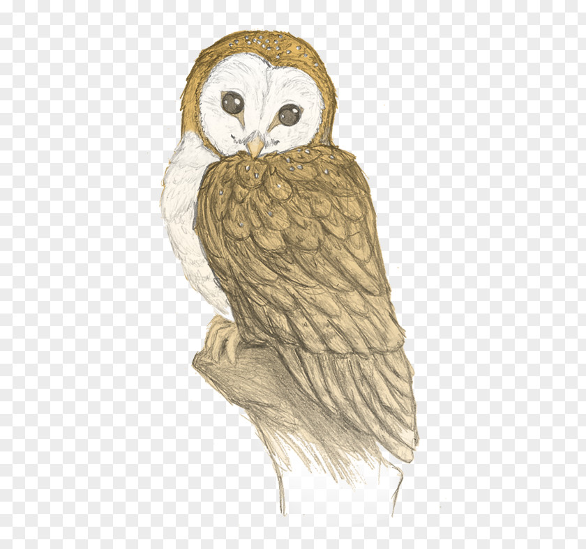 Owl How To Draw Drawing Sketch Pencil PNG