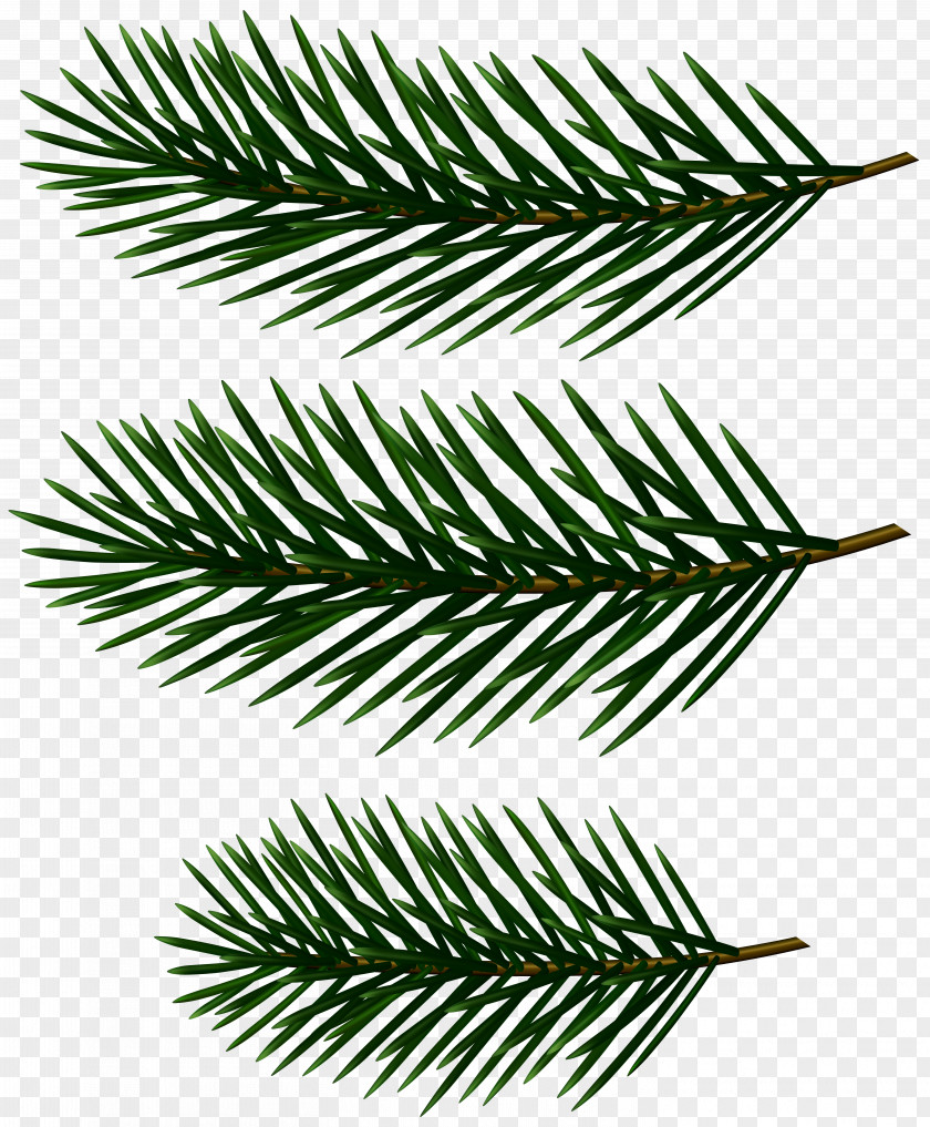 Palm Branch Gallery Yopriceville Clip Art Image Transparency Vector Graphics PNG