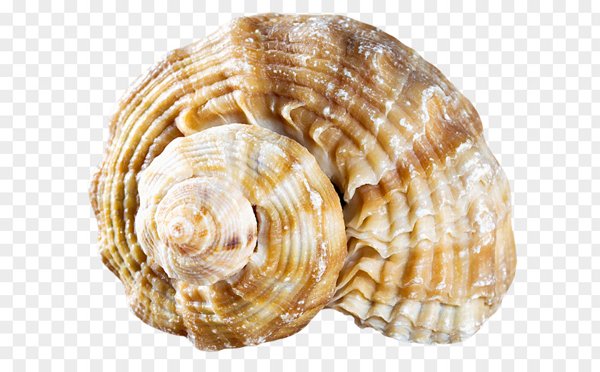 Seashell Cockle Clam Molluscs PNG