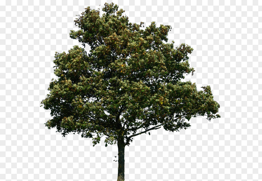 Tree PNG clipart PNG