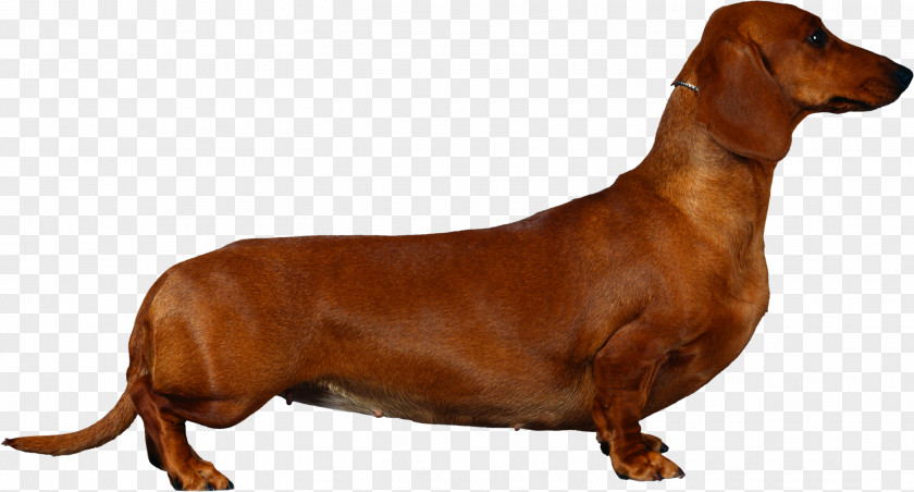 3d Dog Dachshund English Cocker Spaniel Puppy Breed PNG