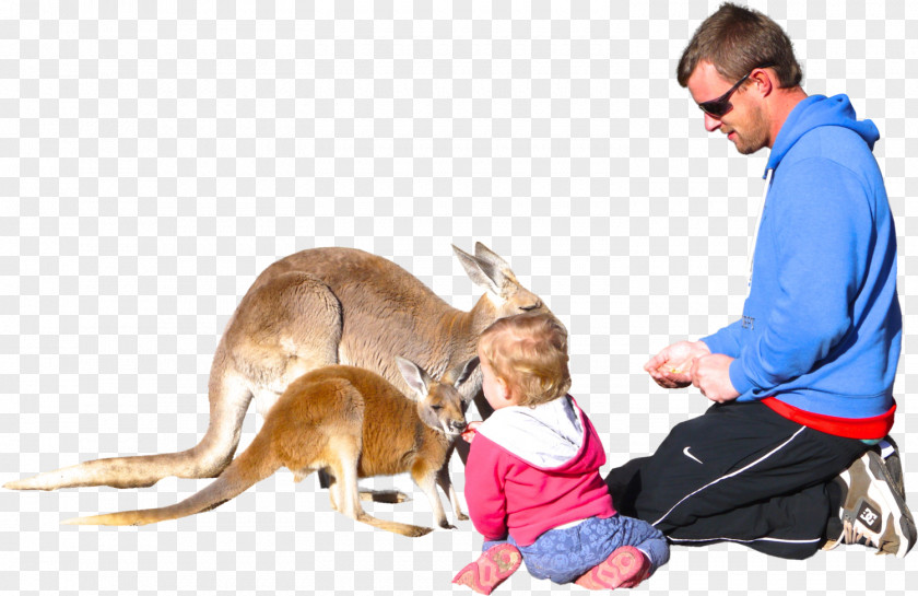 Dog Child Kangaroo PNG