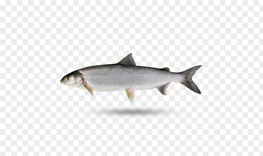 Osmeriformes Salmonlike Fish Shark PNG
