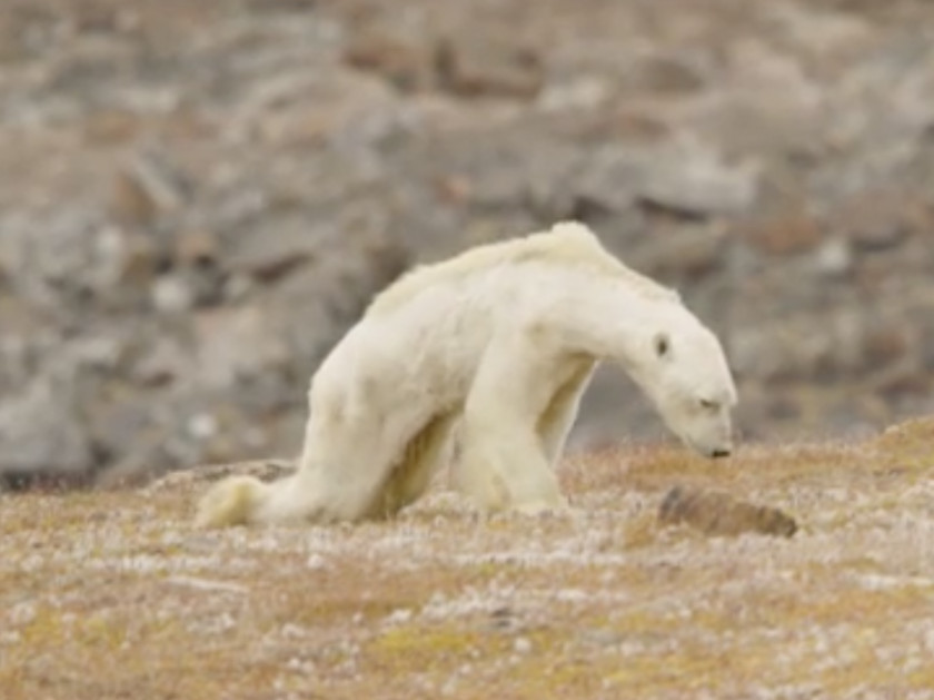 Polar Bear Baffin Island Moose Photographer PNG