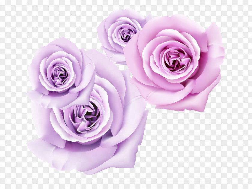 Purple Rose Dimensional Flower Garden Roses 3D Film Wallpaper PNG