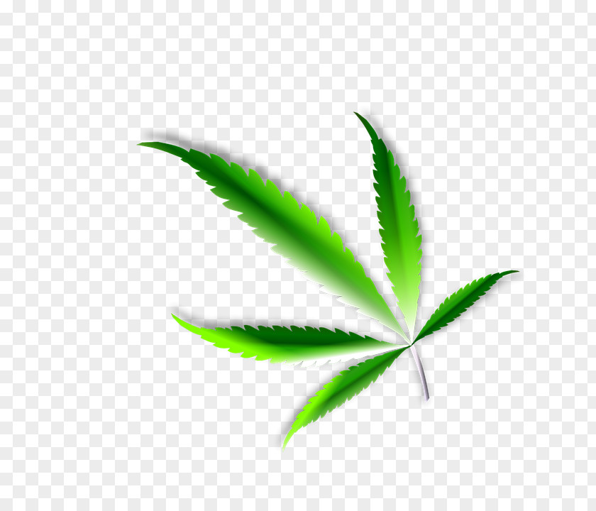 Cannabis Medical Sativa Cannabidiol Hemp PNG