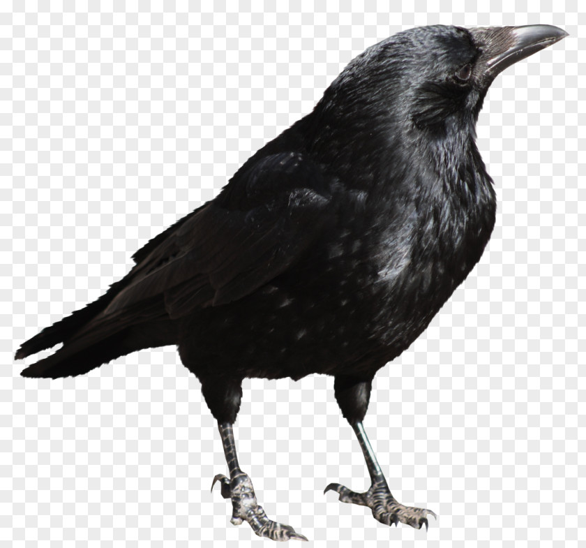 Crow Transparent Picture Bird Clip Art PNG