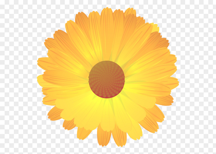 English Marigold Getty Images Stock Photography Common Daisy PNG