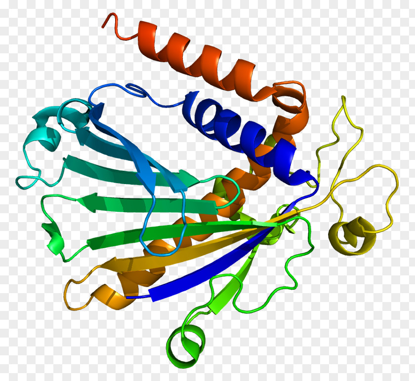 Phosphatidylinositol Transfer Protein, Alpha Phosphatidylcholine Protein Gene PNG